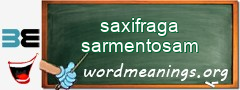 WordMeaning blackboard for saxifraga sarmentosam